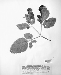 Stigmatea ostruthii image